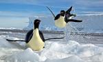 Ученые раскрыли "секрет" пингвинов