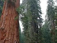 Доисторические деревья-гиганты могут появиться в Европе