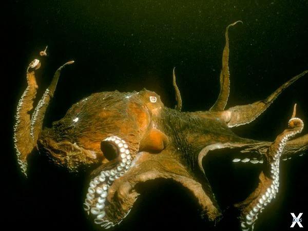 Гигантский тихоокеанский осьминог