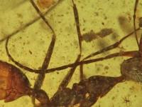 Исследование объяснило странную внешность «адских муравьев»