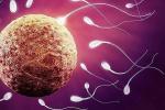 Ученые: сперматозоиды дурили нас 350 лет
