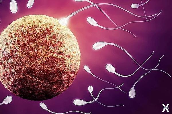 О существовании сперматозоидов извест...
