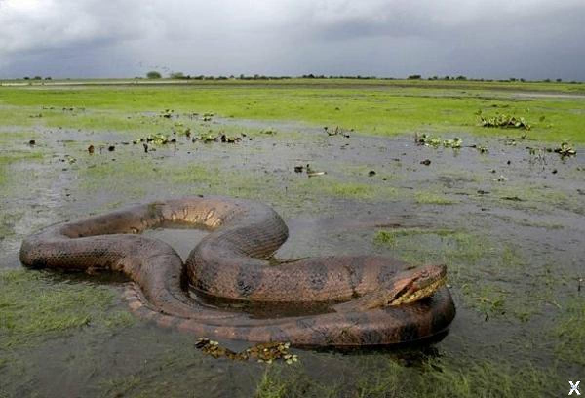 Гигантская анаконда самая большая. Река Амазонка змея Анаконда. Водяной удав Анаконда. Анаконда в Амазонке.
