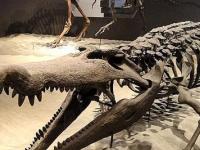 Чудовищные крокодилы Юрского периода были пострашнее динозавров