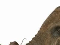 «Огромные слоны панически боятся мышей!». Откуда взялось это странное утверждение и насколько оно правдиво?