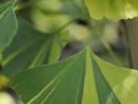 Гинко - дерево со сперматозоидами и вонючими плодами, которое пришло к нам из прошлого