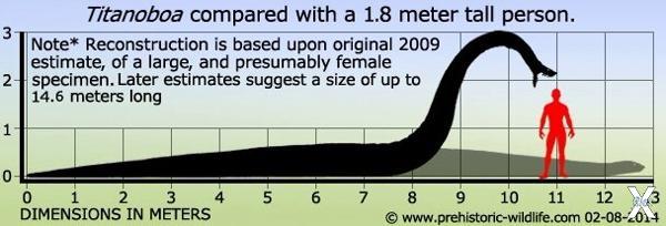 Сравнение размеров титанобоа и человека