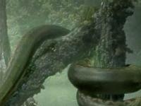 Может ли вырасти гигантская змея размером с автомобиль? И чем она опасна