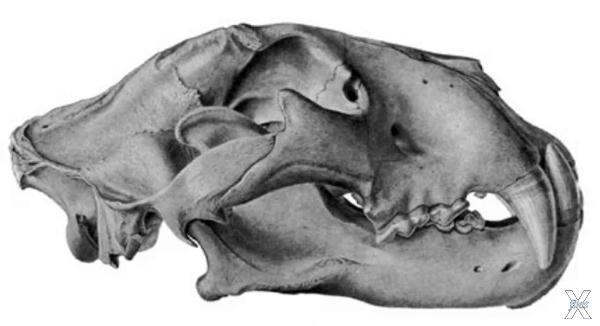 Вид сбоку черепа Panthera atrox, кото...
