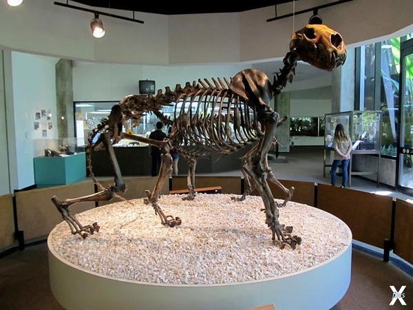 Скелеты Panthera atrox