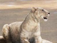 Что случилось с огромными львами, обитавшими на территории Америки?