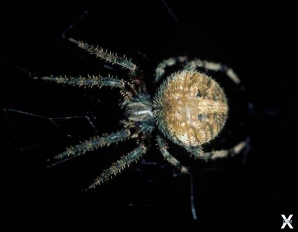 Небольшой паук, который плетет гигант...