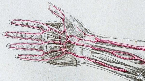  Главные артерии руки. Срединная, как...