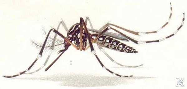 Желтолихорадочный комар
