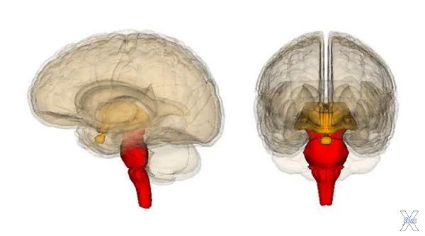 Красным показан ствол мозга