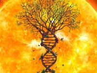 Возможна ли жизнь внутри звёзд?