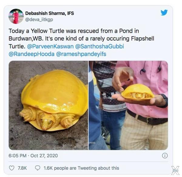 Сообщения о желтых черепахах стали по...