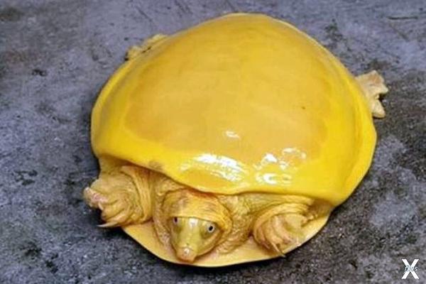 Желтые черепахи - почти альбиносы