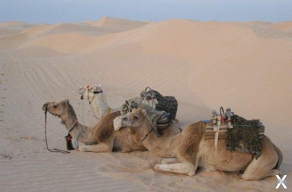 Под песками Сахары скрыто несколько с...