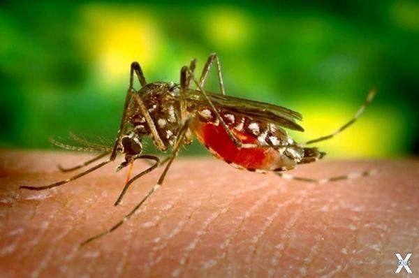 Комар Aedes aegypti, переносчик опасн...