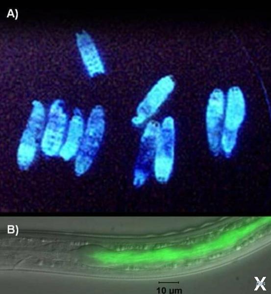 Photorhabdus luminescens - вид бактер...