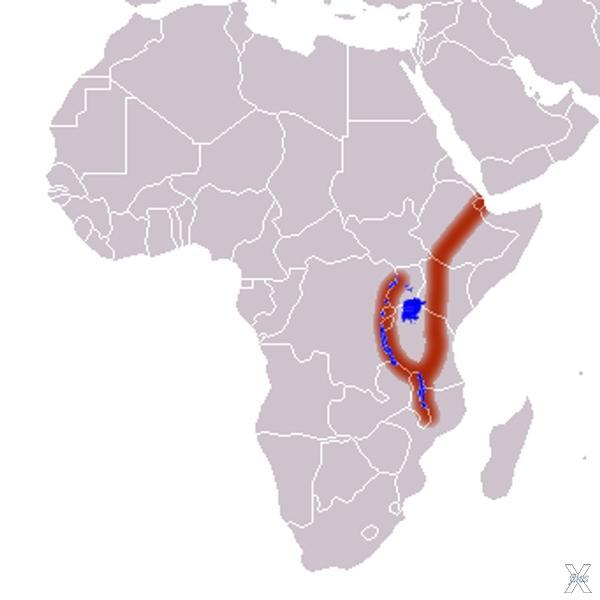 Схема расположения Восточно-Африканск...