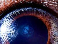 Невероятные глаза животных - от прямоугольных зрачков до обзора в 360 градусов