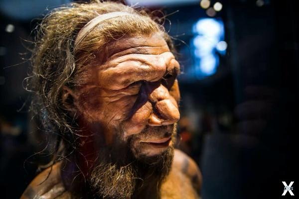 Считали ли неандертальцы мелкие драки...