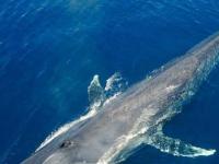 Возможно ли, что в океане обитает существо крупнее синего кита?