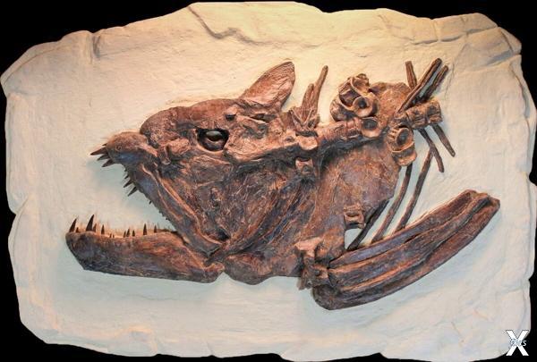 Окаменелый череп ксифактина длиной 63 см