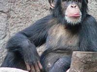 Шимпанзе не уступают древнему человеку
