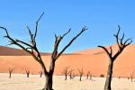 Откуда пустынях Сахель и Сахара «лишние» 1,8 миллиона деревьев