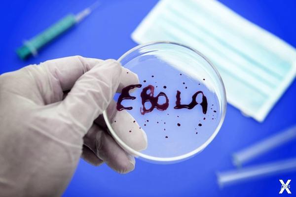 Как и эбола эпидемия «нового вирусног...