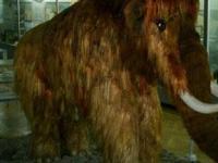 В Сербии найден древний европейский мамонт