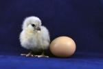 Что появилось раньше - курица или яйцо?