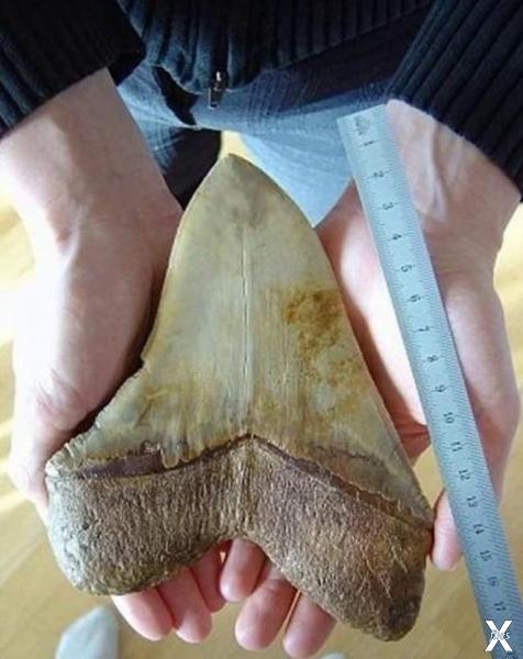 Найденный зуб гигантской акулы