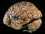 Рост и размер мозга современного человека уменьшаются