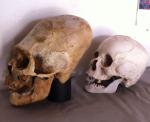 Кому принадлежат удлиненные черепа Паракаса: получен результат ДНК-анализа