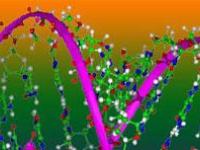 Фрагменты ДНК "самостоятельно" формируют необходимые связи в воде