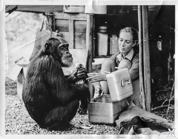 Шимпанзе Дэвид в лагере Джейн Гудолл....