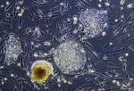 Ученым удалось создать клетки, способные произвести любую ткань организма