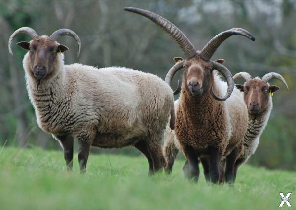 Базл - гибрид козы и овцы
