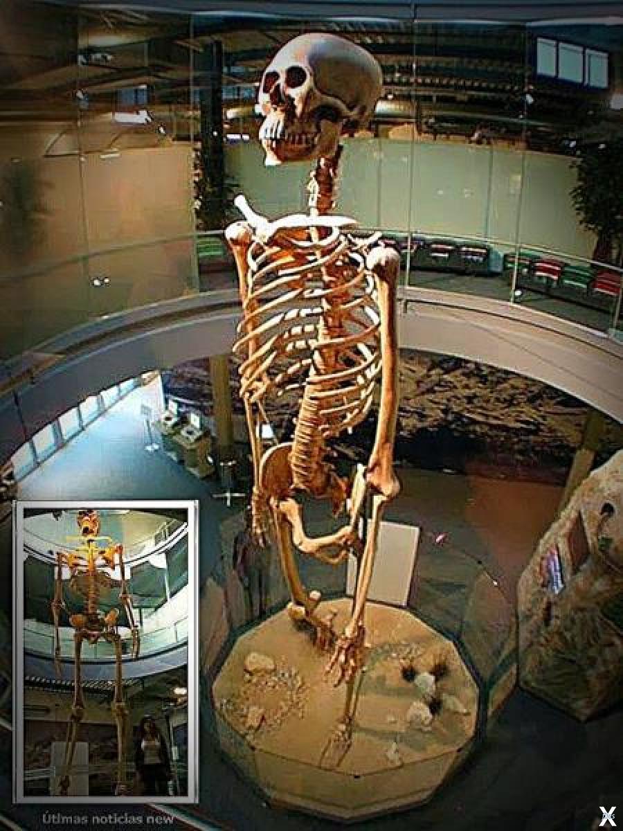 Неапольский археологический музей скелет гиганта