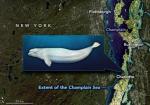 «Кит Шарлотты»: неожиданная находка костей кита в сотнях километрах от моря