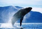Японцы убьют тысячу исчезающих китов "в научных целях"