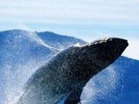 Японцы убьют тысячу исчезающих китов "в научных целях"