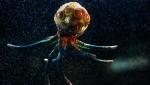 Гипотеза: осьминоги - это инопланетяне, которые прибыли на Землю миллионы лет назад