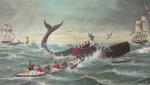 Кашалот наносит ответный удар. История китобойного судна «Энн Александер»