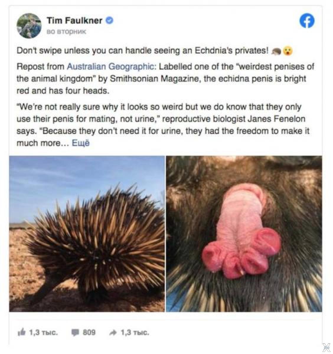 Echidna Penises: Why They're So Weird