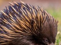 Самцы ехидн потрясли ученых своим «мужским достоинством»